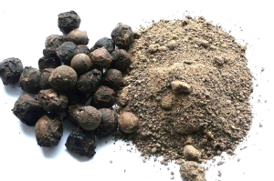 Shuganda Kokila (Cinnamomum glaucescents)