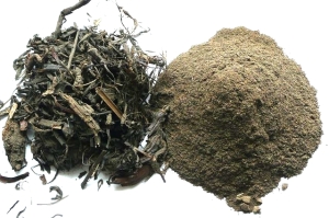 Nard (Nardostachys jatamansi) - waleriana