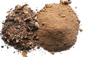 Rukh Kesari (Messua Ferrea) - drzewo żelazne