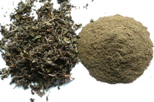 Tulasi (Ocimum sanctum) - bazylia azjatycka