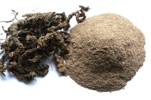 Sugandhaval (Valeriana jatamansi, Val. wallichii)