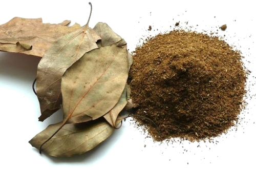 Kappor (Cinnamomum camphora) - cynamonowiec kamforowy