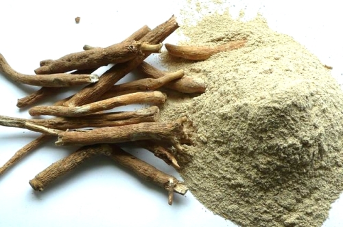 Ashvagandha (Withania somnifera) - witania, żeńszeń indyjski