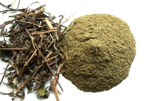 Pudina (Mentha spicata) - mięta